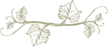 feuille de vigne
