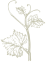 sarment de vigne